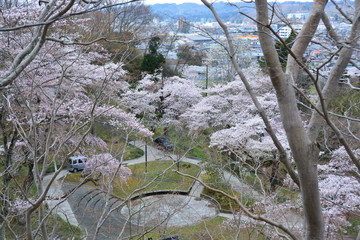 一ノ関の桜