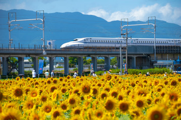 新幹線から花畑を眺める