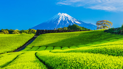 【とどきっぷブログ】新幹線料金について：富士山と茶畑の絶景