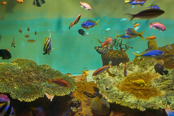 瀬戸内海の生き物がいる水族館