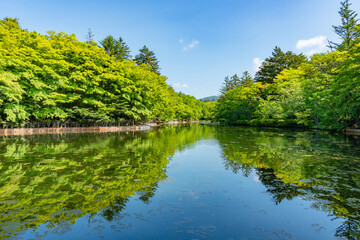 静かな雲場池