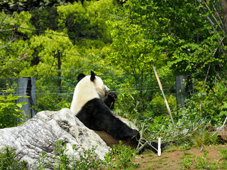 上野公園のパンダ